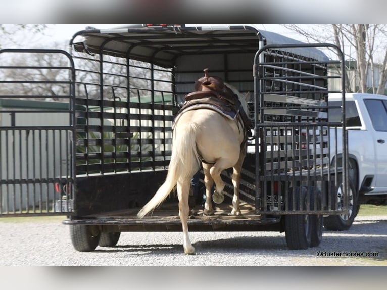 American Quarter Horse Wałach 8 lat 147 cm Izabelowata in Weatherford TX