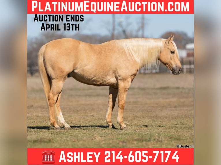 American Quarter Horse Wałach 8 lat 147 cm Izabelowata in Weatherford TX