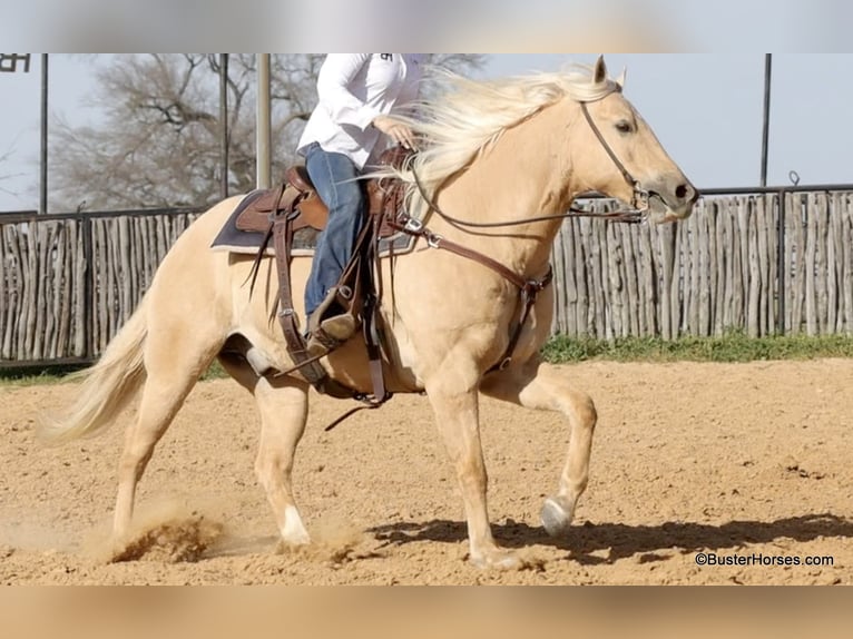 American Quarter Horse Wałach 8 lat 147 cm Izabelowata in Weatherford TX