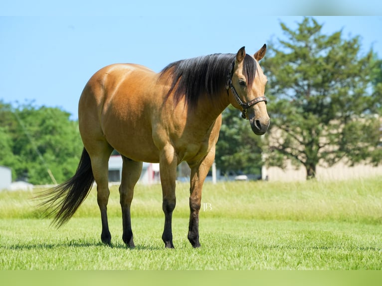 American Quarter Horse Wałach 8 lat 147 cm Jelenia in Terrell, TX