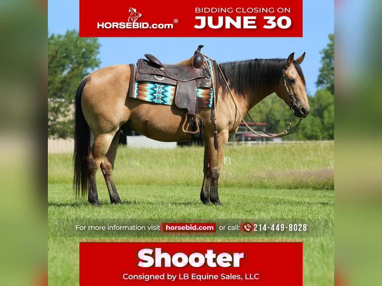 American Quarter Horse Wałach 8 lat 147 cm Jelenia in Terrell, TX
