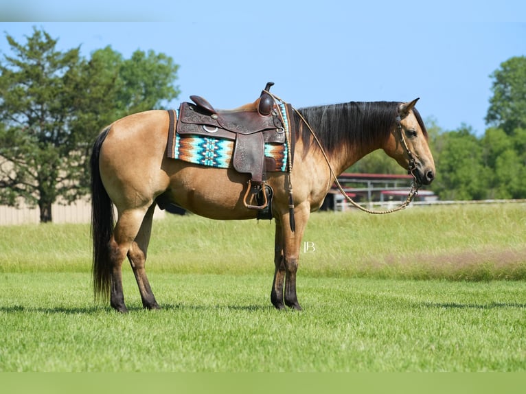 American Quarter Horse Wałach 8 lat 147 cm Jelenia in Terrell, TX