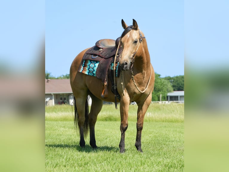 American Quarter Horse Wałach 8 lat 147 cm Jelenia in Terrell, TX