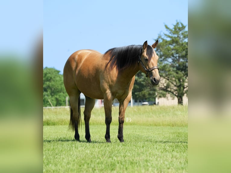 American Quarter Horse Wałach 8 lat 147 cm Jelenia in Terrell, TX