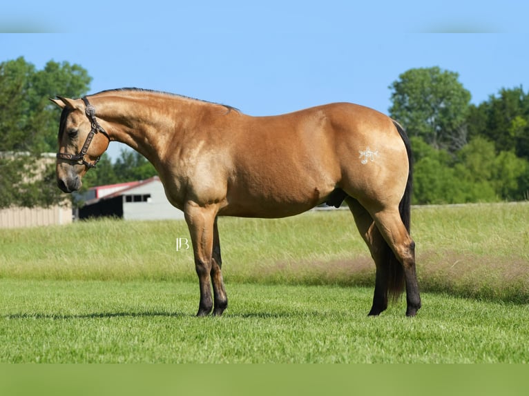 American Quarter Horse Wałach 8 lat 147 cm Jelenia in Terrell, TX