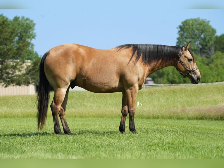 American Quarter Horse Wałach 8 lat 147 cm Jelenia in Terrell, TX
