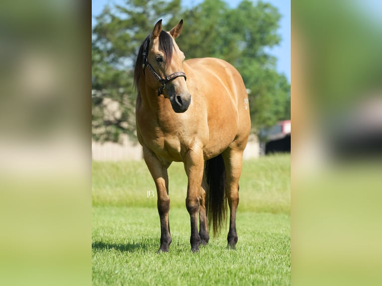 American Quarter Horse Wałach 8 lat 147 cm Jelenia in Terrell, TX