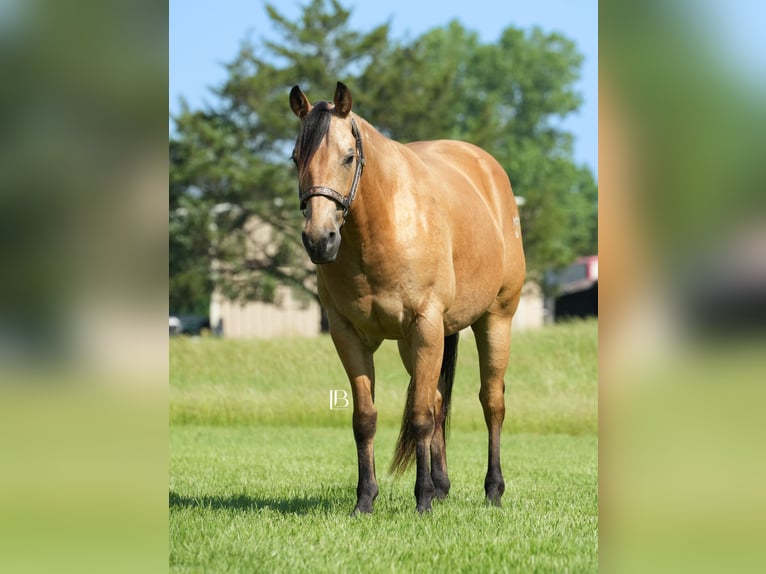 American Quarter Horse Wałach 8 lat 147 cm Jelenia in Terrell, TX