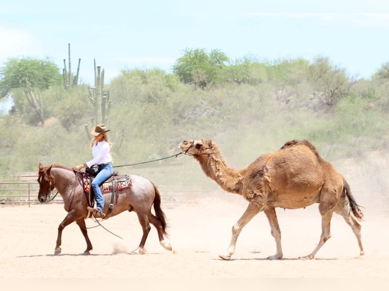 American Quarter Horse Wałach 8 lat 147 cm Kasztanowatodereszowata in Cave Creek, AZ
