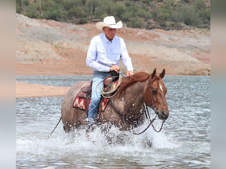 American Quarter Horse Wałach 8 lat 147 cm Kasztanowatodereszowata in Cave Creek, AZ
