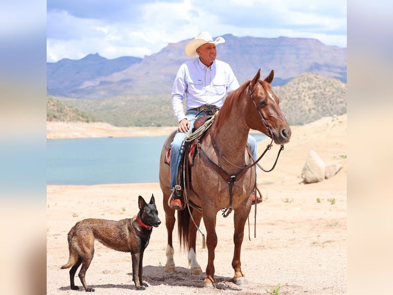 American Quarter Horse Wałach 8 lat 147 cm Kasztanowatodereszowata in Cave Creek, AZ