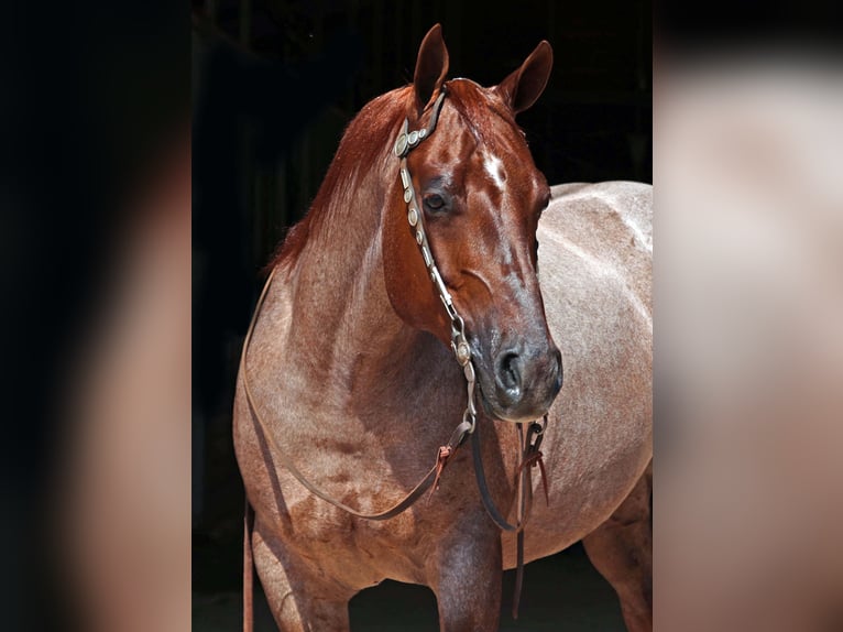American Quarter Horse Wałach 8 lat 147 cm Kasztanowatodereszowata in Cave Creek, AZ