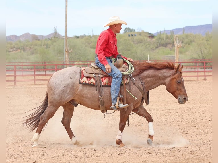 American Quarter Horse Wałach 8 lat 147 cm Kasztanowatodereszowata in Cave Creek, AZ
