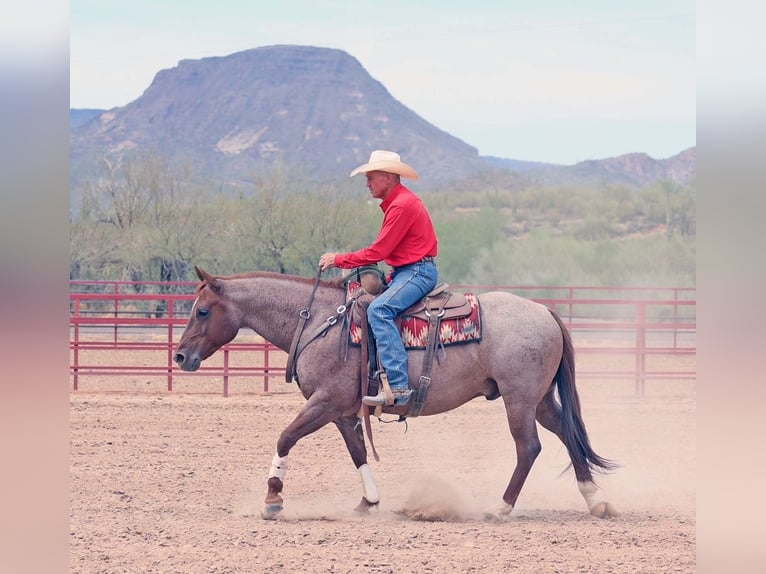 American Quarter Horse Wałach 8 lat 147 cm Kasztanowatodereszowata in Cave Creek, AZ