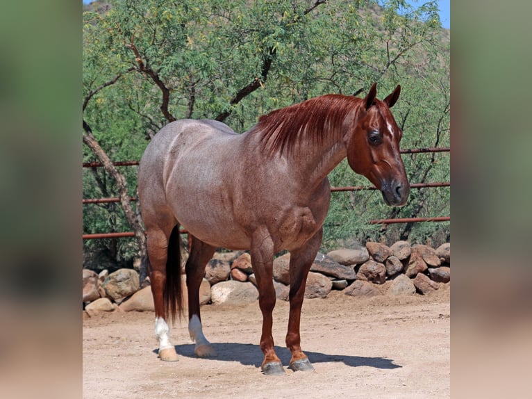 American Quarter Horse Wałach 8 lat 147 cm Kasztanowatodereszowata in Cave Creek, AZ