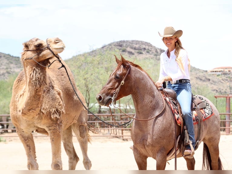 American Quarter Horse Wałach 8 lat 147 cm Kasztanowatodereszowata in Cave Creek, AZ