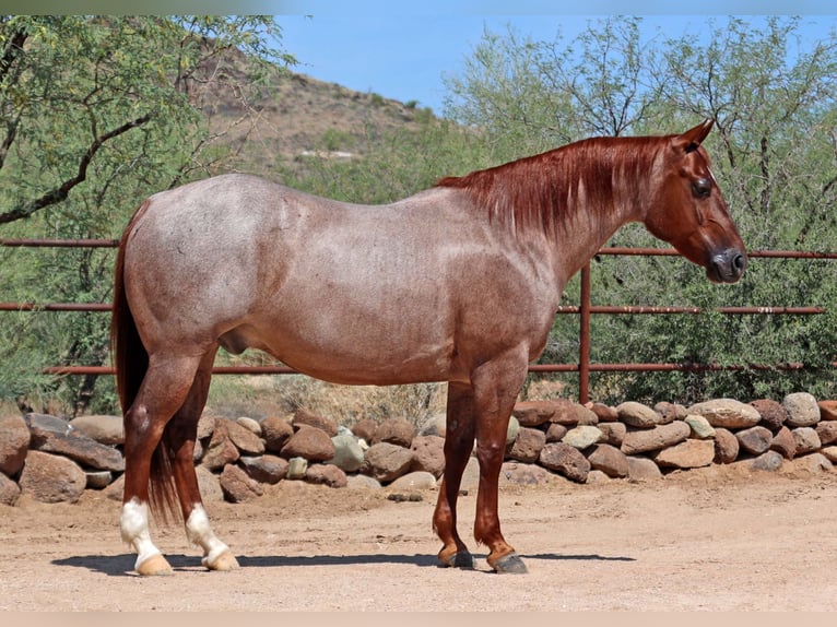 American Quarter Horse Wałach 8 lat 147 cm Kasztanowatodereszowata in Cave Creek, AZ