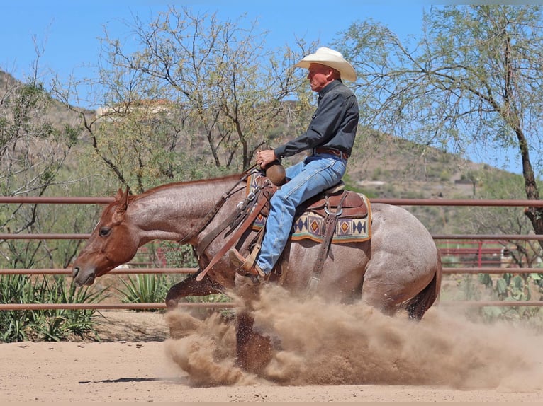 American Quarter Horse Wałach 8 lat 147 cm Kasztanowatodereszowata in Cave Creek, AZ
