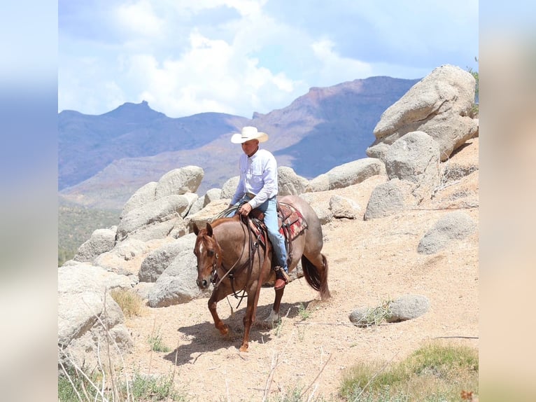 American Quarter Horse Wałach 8 lat 147 cm Kasztanowatodereszowata in Cave Creek, AZ
