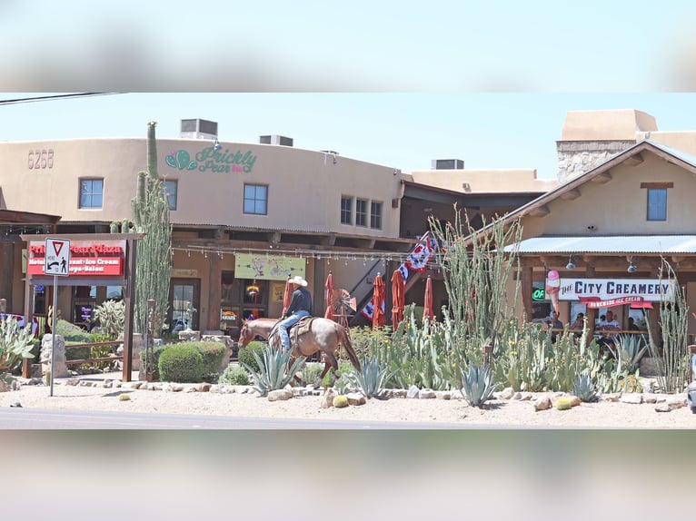 American Quarter Horse Wałach 8 lat 147 cm Kasztanowatodereszowata in Cave Creek, AZ