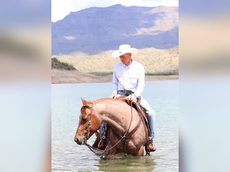 American Quarter Horse Wałach 8 lat 147 cm Kasztanowatodereszowata in Cave Creek, AZ