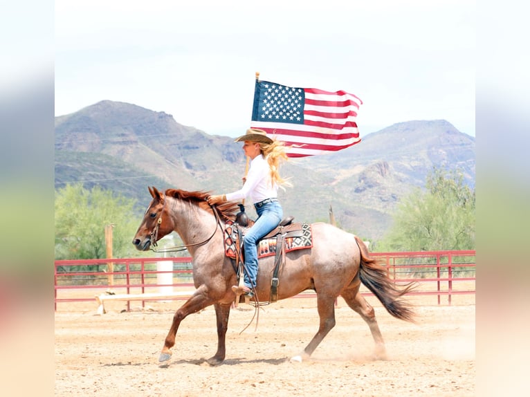American Quarter Horse Wałach 8 lat 147 cm Kasztanowatodereszowata in Cave Creek, AZ