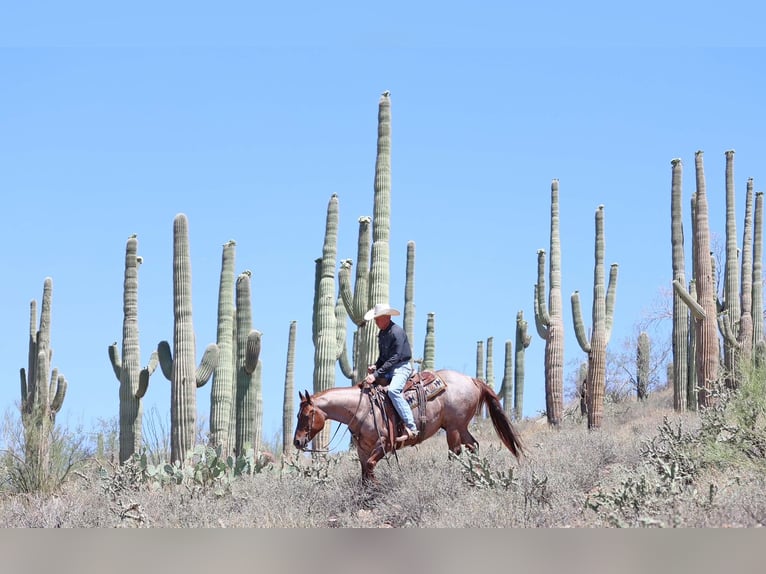American Quarter Horse Wałach 8 lat 147 cm Kasztanowatodereszowata in Cave Creek, AZ