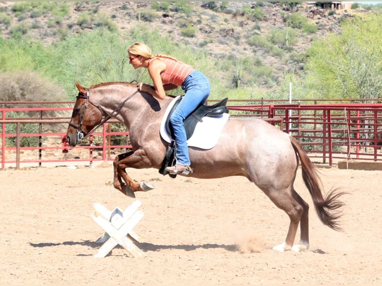 American Quarter Horse Wałach 8 lat 147 cm Kasztanowatodereszowata in Cave Creek, AZ