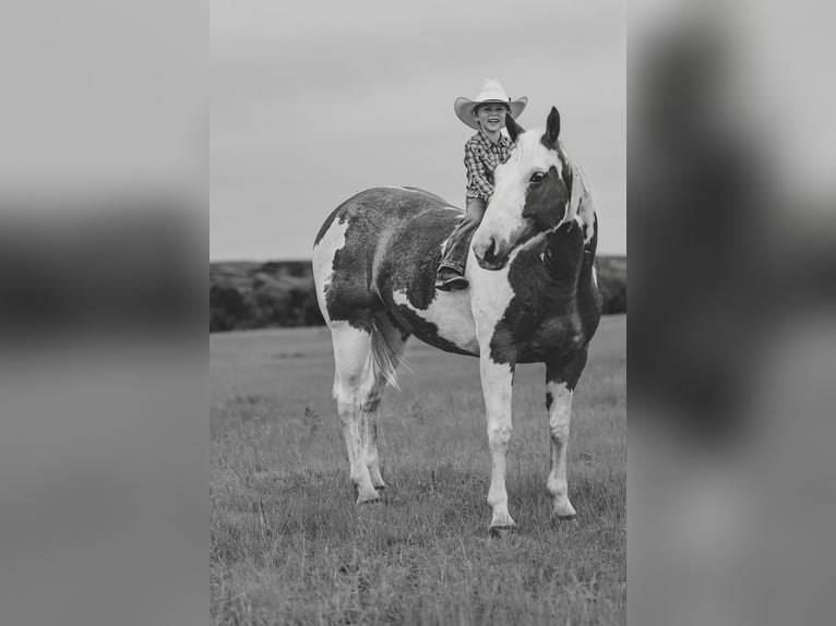 American Quarter Horse Wałach 8 lat 147 cm Srokata in Elkhart American Quarter Horse Wałach 8 lat 147 cm Srokata in Elkhart