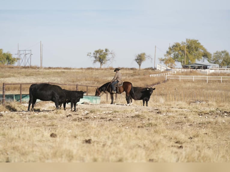 American Quarter Horse Mix Wałach 8 lat 150 cm Gniada in Palestine