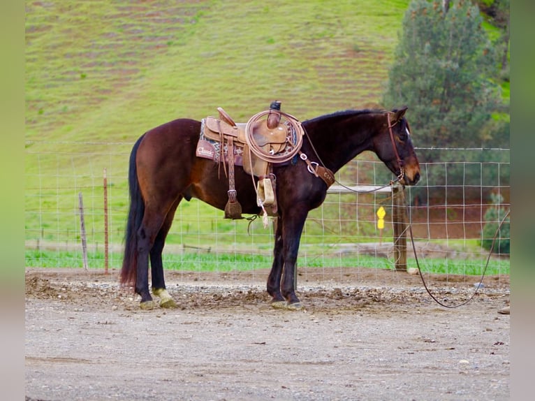 American Quarter Horse Wałach 8 lat 150 cm Gniada in Tres Pinos
