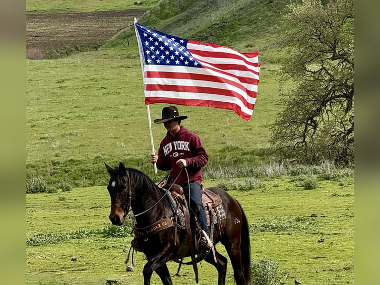 American Quarter Horse Wałach 8 lat 150 cm Gniada in Tres Pinos