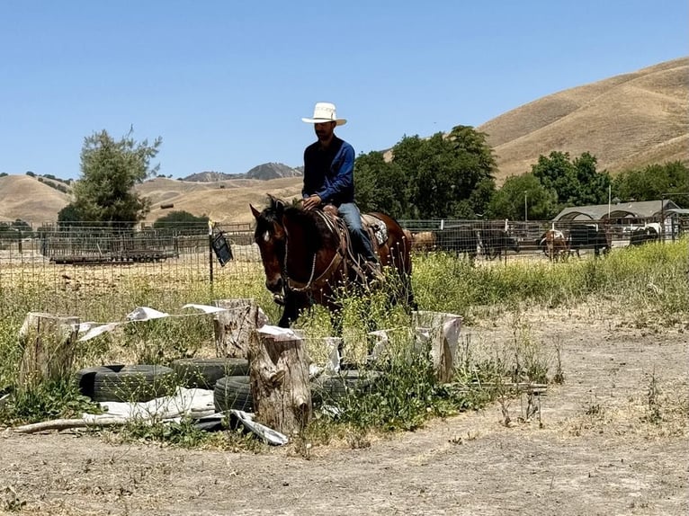 American Quarter Horse Wałach 8 lat 150 cm Gniada in Paicines CA