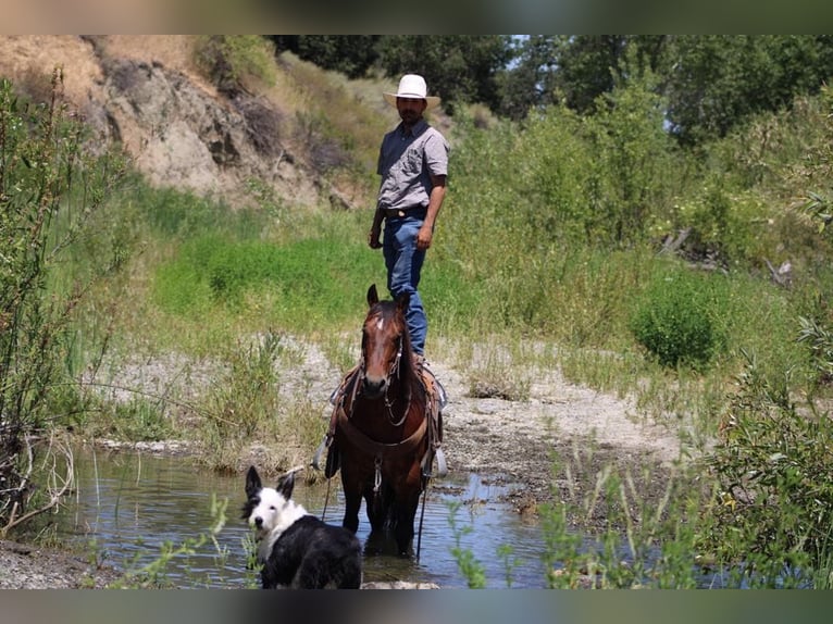 American Quarter Horse Wałach 8 lat 150 cm Gniada in Paicines CA