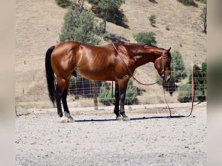 American Quarter Horse Wałach 8 lat 150 cm Gniada in Paicines CA