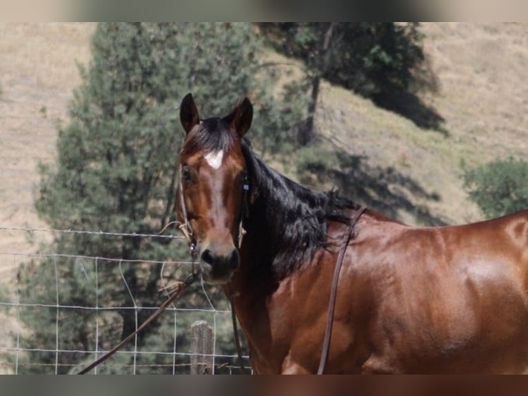 American Quarter Horse Wałach 8 lat 150 cm Gniada in Paicines CA