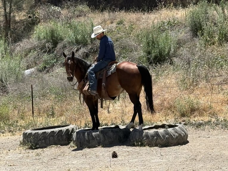American Quarter Horse Wałach 8 lat 150 cm Gniada in Paicines CA