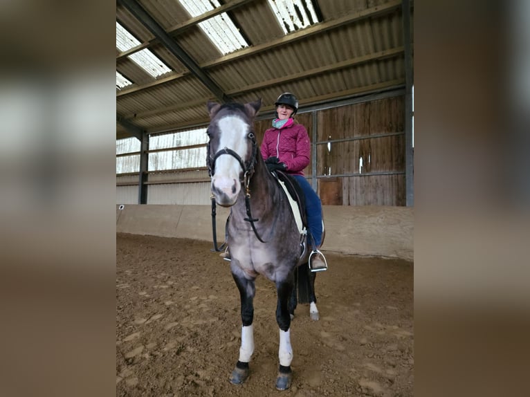 American Quarter Horse Wałach 8 lat 150 cm Grullo in Essen