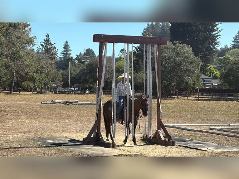 American Quarter Horse Wałach 8 lat 150 cm Grullo in Tres Pinos