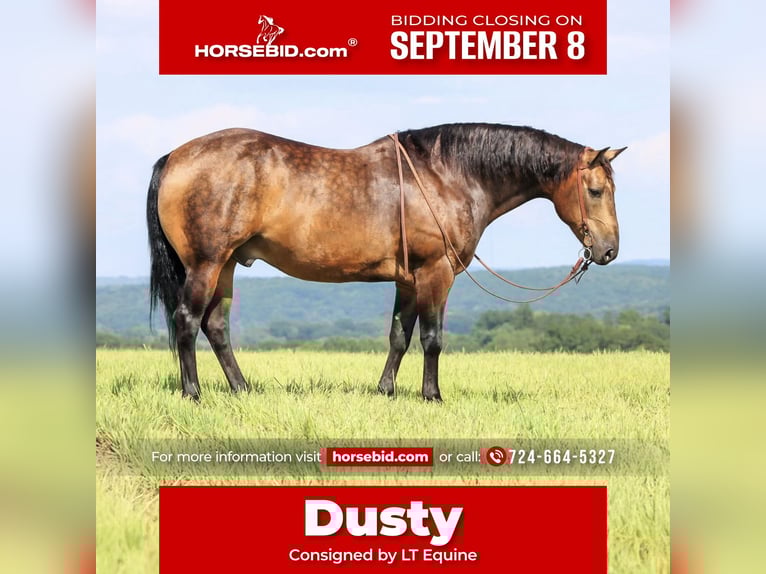 American Quarter Horse Wałach 8 lat 150 cm Jelenia in Clarion