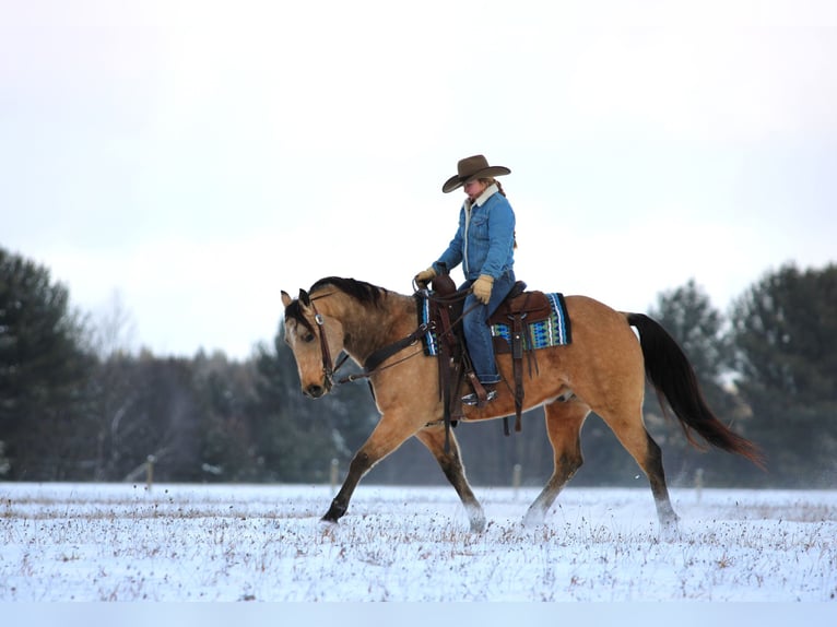 American Quarter Horse Wałach 8 lat 150 cm Jelenia in Clarion