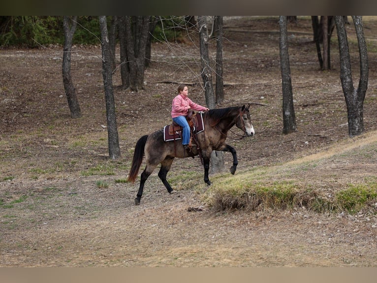 American Quarter Horse Wałach 8 lat 150 cm Jelenia in Forney