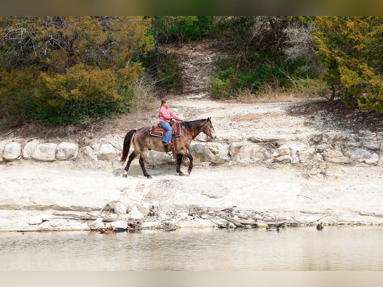 American Quarter Horse Wałach 8 lat 150 cm Jelenia in Forney