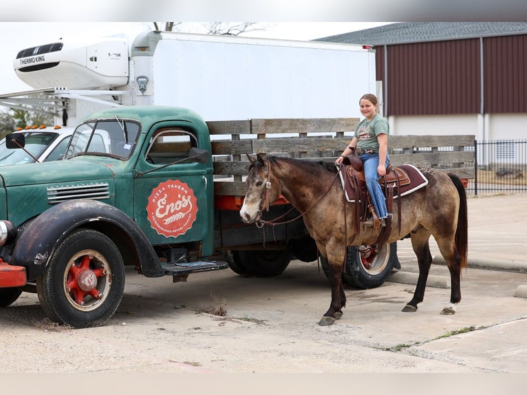 American Quarter Horse Wałach 8 lat 150 cm Jelenia in Forney