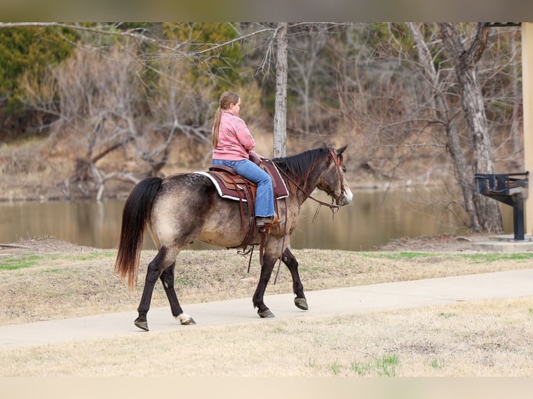 American Quarter Horse Wałach 8 lat 150 cm Jelenia in Forney