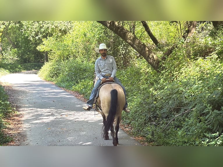 American Quarter Horse Wałach 8 lat 150 cm Jelenia in Tres Pinos