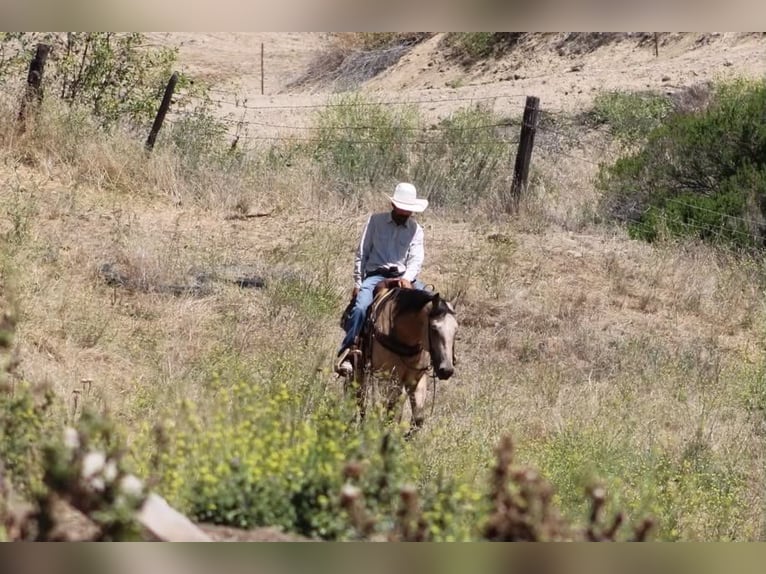 American Quarter Horse Wałach 8 lat 150 cm Jelenia in Tres Pinos