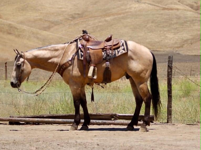 American Quarter Horse Wałach 8 lat 150 cm Jelenia in Tres Pinos