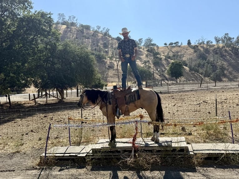 American Quarter Horse Wałach 8 lat 150 cm Jelenia in Paicines CA