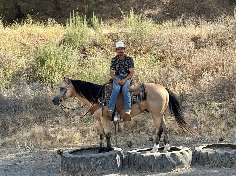 American Quarter Horse Wałach 8 lat 150 cm Jelenia in Paicines CA